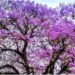Flores de Jacarandá-mimoso em vias e parques de Poços de Caldas encantam