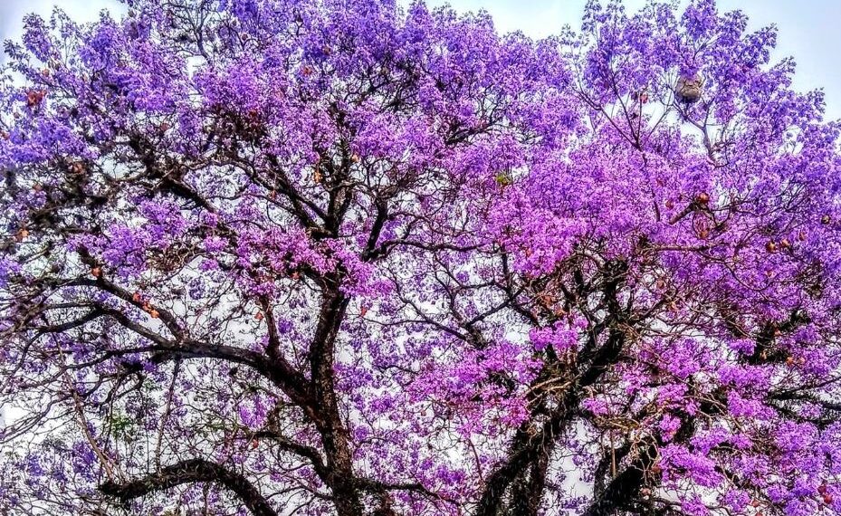 Flores de Jacarandá-mimoso em vias e parques de Poços de Caldas encantam