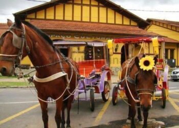 Retorno das charretes é autorizado pelo Comitê Covid-19