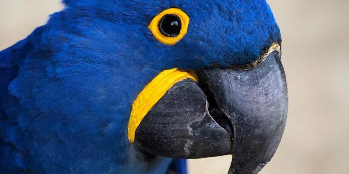Com nova ameaça de extinção, arara-azul está entre as espécies conservadas pelo Zoo das Aves
