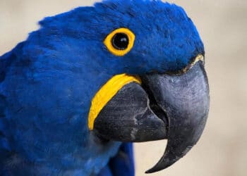 Com nova ameaça de extinção, arara-azul está entre as espécies conservadas pelo Zoo das Aves