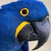 Com nova ameaça de extinção, arara-azul está entre as espécies conservadas pelo Zoo das Aves