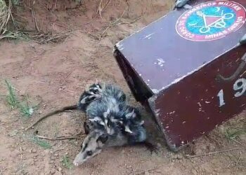 Bombeiros capturam gambá e filhotes no Jardim Europa