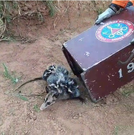 Bombeiros capturam gambá e filhotes no Jardim Europa