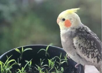 Utilidade pública: Você viu a Juju? ela está desaparecida em Poços de Caldas