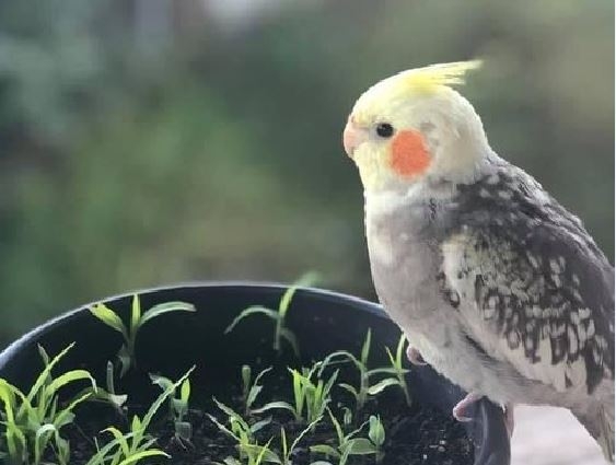 Utilidade pública: Você viu a Juju? ela está desaparecida em Poços de Caldas