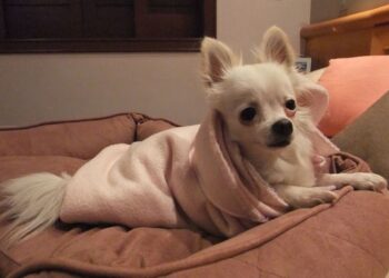 Cães e gatos de pessoas que já tiveram Covid-19 serão testados