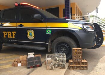 PRF apreende 130 pássaros silvestres