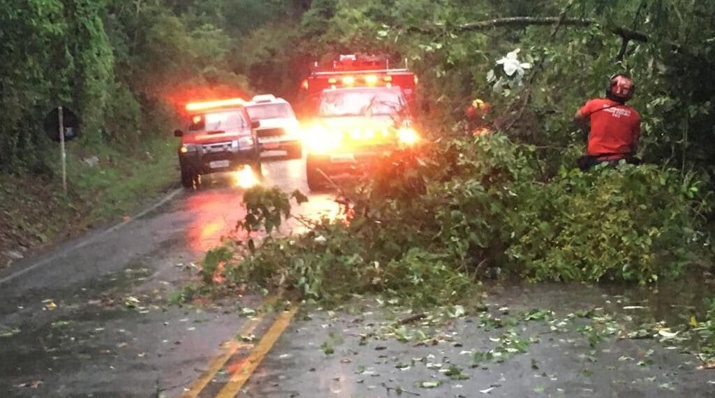 Árvores caem em Rodovia devido à chuva