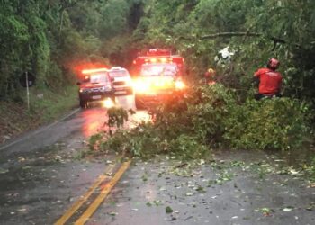 Árvores caem em Rodovia devido à chuva