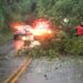 Árvores caem em Rodovia devido à chuva