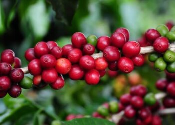 Sebrae lança marca Território Cafés da Região Vulcânica nesta quarta-feira