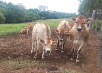 Novilhas são furtadas da PUC Minas Poços de Caldas