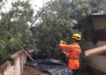 Forte chuva provoca queda de sete árvores em Poços de Caldas