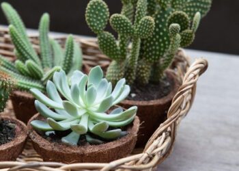 Suculentas se tornam fonte de renda para produtores em Minas Gerais