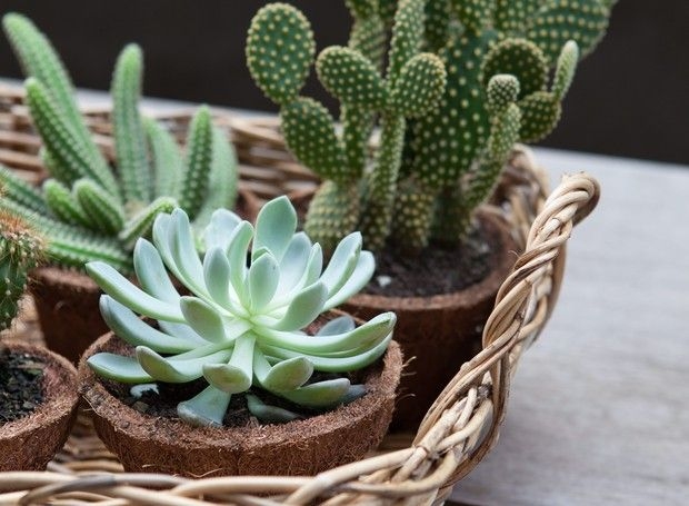 Suculentas se tornam fonte de renda para produtores em Minas Gerais