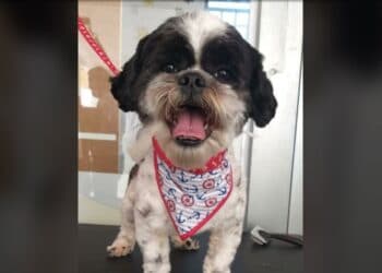 Mulher tem cachorro furtado pela quarta vez na zona leste de Poços de Caldas
