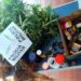 Homem que cultivava cannabis é preso por tráfico de drogas