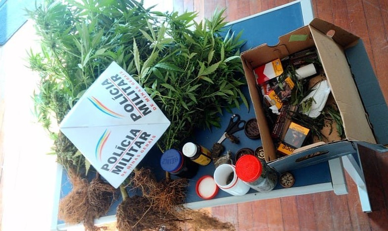 Homem que cultivava cannabis é preso por tráfico de drogas