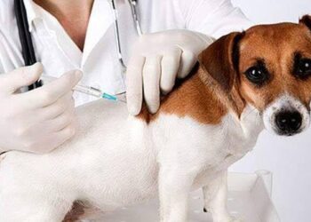 Vacinação Antirrábica para Cães e Gatos começa na zona urbana com drive-thru
