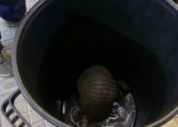 Bombeiros capturam tatu na Avenida João Pinheiro