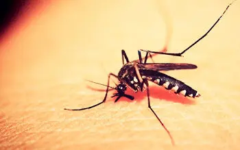 Governo lança Plano de Contingência para deter proliferação de arboviroses