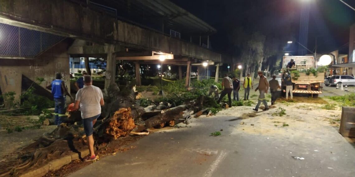 Após queda de árvore prefeitura reforçará diagnósticos sobre espécies de porte grande
