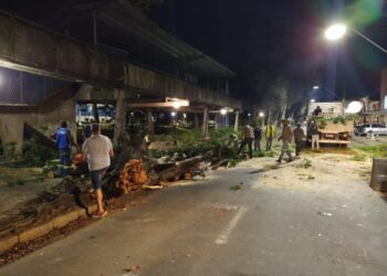 Após queda de árvore prefeitura reforçará diagnósticos sobre espécies de porte grande