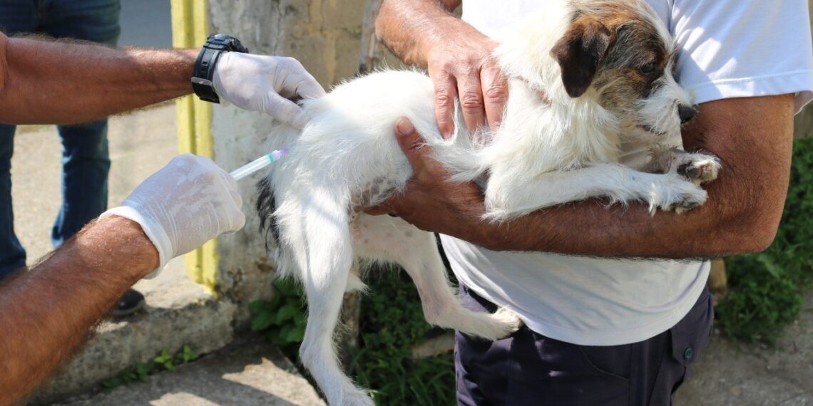 Sábado tem vacinação antirrábica no Centro e na Zona Rural