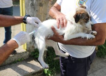 Sábado tem vacinação antirrábica no Centro e na Zona Rural