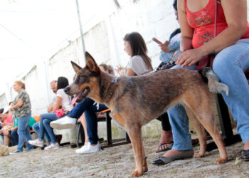 Cadastros deste ano para castração animal serão encerrados na próxima semana