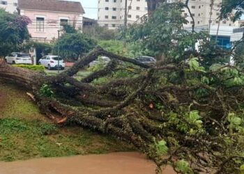 Domingo chuvoso e queda de árvores em Poços de Caldas