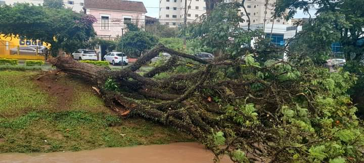 Domingo chuvoso e queda de árvores em Poços de Caldas