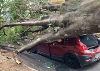 Árvore de grande porte cai sobre carro em Poços de Caldas