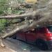 Árvore de grande porte cai sobre carro em Poços de Caldas