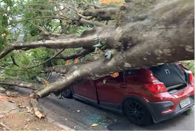 Árvore de grande porte cai sobre carro em Poços de Caldas