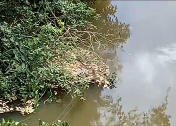 Divisão de Meio Ambiente vai apurar mortandade de peixes na represa do Bortolan