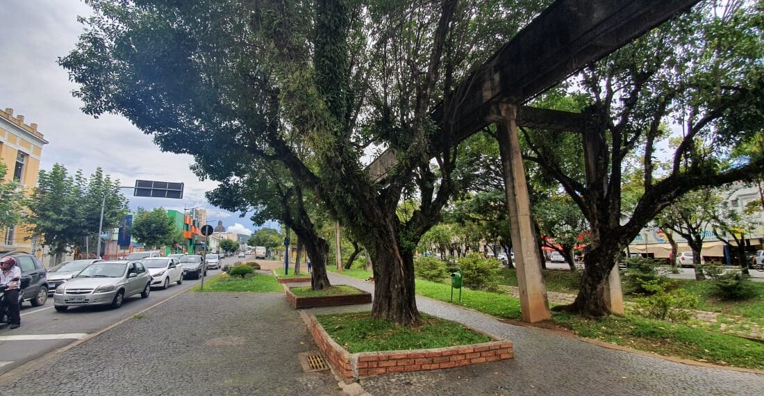 Com risco de queda, árvores são removidas da Avenida Francisco Salles