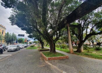 Com risco de queda, árvores são removidas da Avenida Francisco Salles