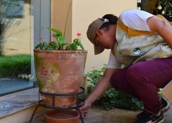 Vigilância Ambiental divulga dados do índice de infestação do mosquito da dengue em Poços