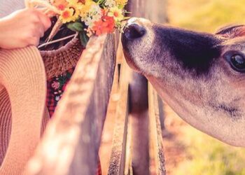 Governo de Minas lança e-book “Contos de Minas”