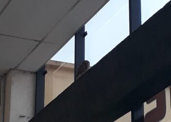 Coruja é capturada dentro de supermercado, em Poços de Caldas