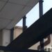 Coruja é capturada dentro de supermercado, em Poços de Caldas