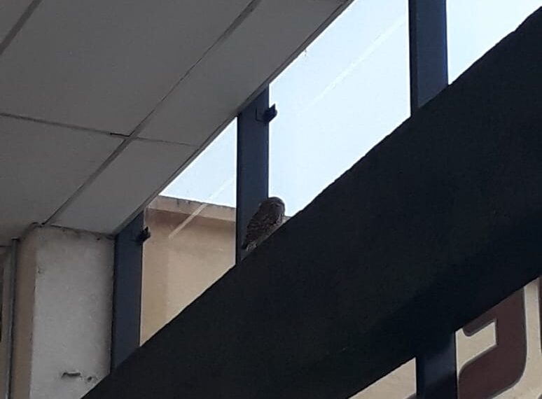 Coruja é capturada dentro de supermercado, em Poços de Caldas