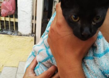 Filhote de gato é resgatado após cair numa cisterna, em Poços de Caldas