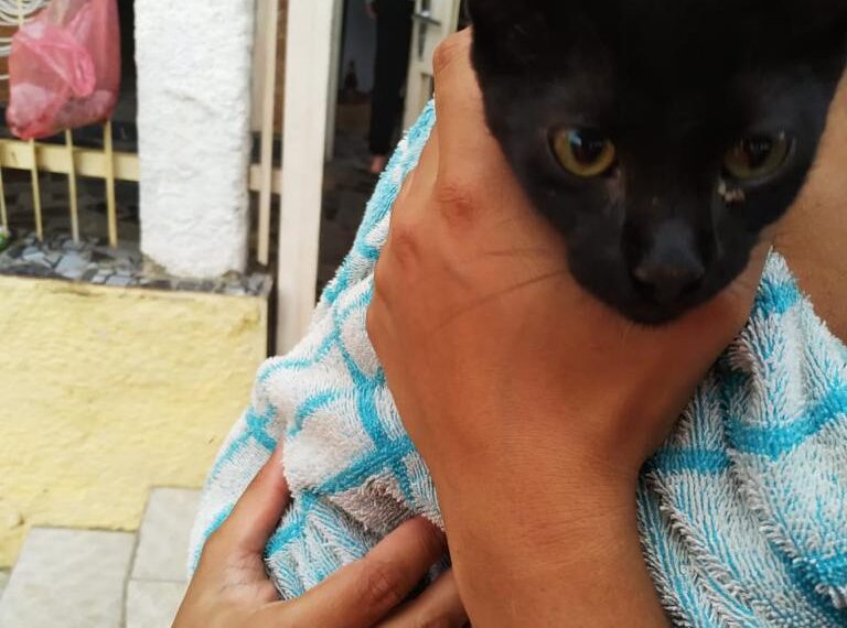 Filhote de gato é resgatado após cair numa cisterna, em Poços de Caldas
