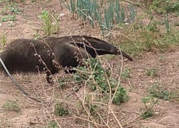 Tamanduá-Bandeira é resgatado em zona rural de Bandeira do Sul