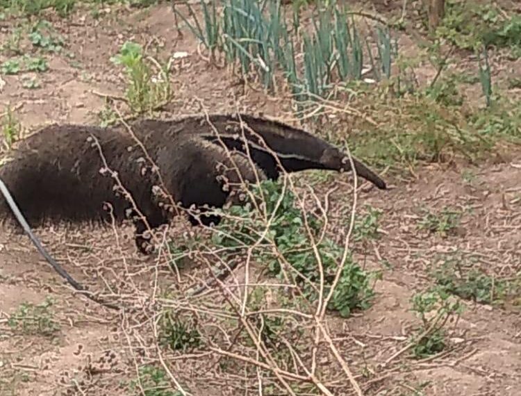 Tamanduá-Bandeira é resgatado em zona rural de Bandeira do Sul