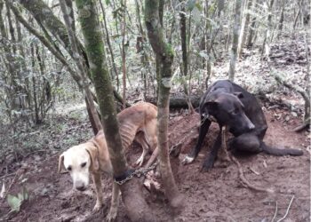 Crueldade: cães ficam quase uma semana acorrentados em árvore sem água e comida