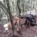 Crueldade: cães ficam quase uma semana acorrentados em árvore sem água e comida